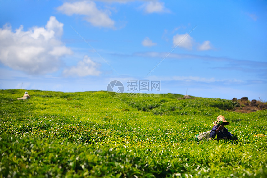 茶叶种植园收成收获工人风景季节农业爬坡高地植物群场景图片