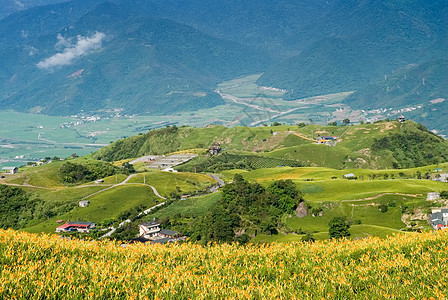 美丽的老虎百合养殖场场景牧场阳光地平线橙子风景农业爬坡场地植物图片