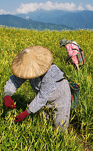 在农场工作的老虎李名人橙子植物群村庄爬坡环境女性农民草原场地生长图片