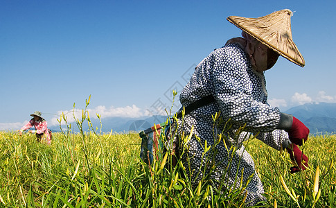 在农场工作的老虎李名人草原地面植物群场地农村橙子生长环境叶子收成图片