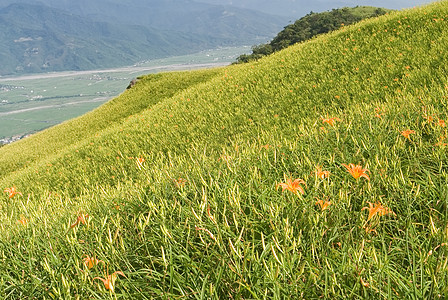 美丽的老虎百合养殖场土地风景地平线叶子草原农田植物群生长草地农村图片