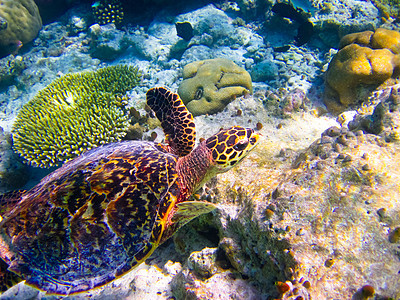 乌龟像飞翔一样游泳阳光濒危爬虫热带气候海洋荒野蓝色潜水旅行图片