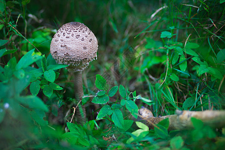 真菌食物树木魔法叶子模具树叶植物殖民地季节腐烂图片