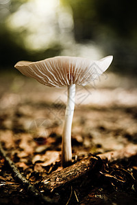 真菌森林树叶魔法食物蔬菜生长生物叶子季节模具图片