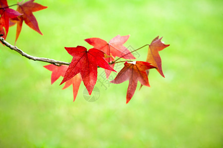 秋叶落叶风景颜色树叶树枝枫树红色叶子绿色橙子植物学图片
