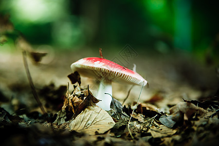 真菌腐烂宏观植物生长生物树叶蔬菜殖民地魔法树木图片