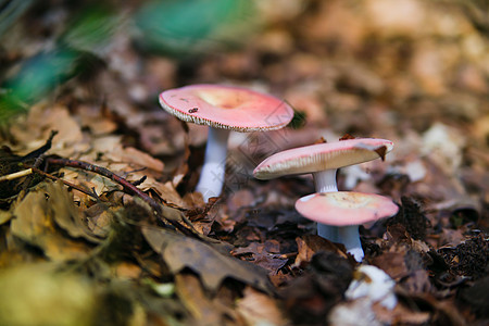 真菌土地树木树叶植物殖民地腐烂苔藓森林食物宏观图片