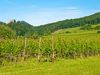 葡萄园酿酒师蓝色栽培天空藤蔓图片