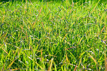 草草地季节绿色晴天乡村场地荒野植物背景图片