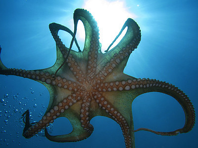 触洞气泡水族馆触手游泳蓝色记录深渊荒野眼睛动物图片