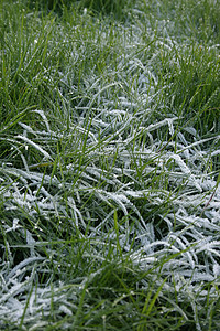 青霜草冷冻场地冻结英语草地绿色白色温度背景