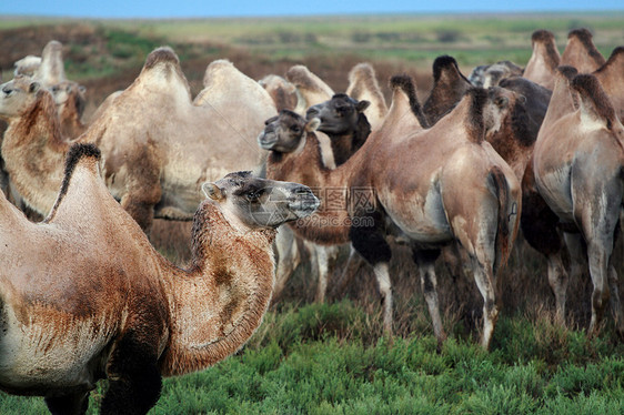 草原上的骆驼绿色哺乳动物动物棕色天空蓝色图片