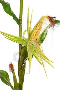 玉米白色种子蔬菜粮食农业食物黄色谷物叶子图片