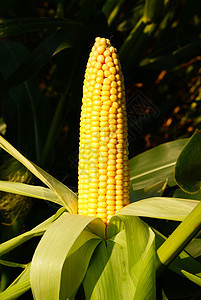 玉米农业食物黄色叶子谷物种子粮食蔬菜图片