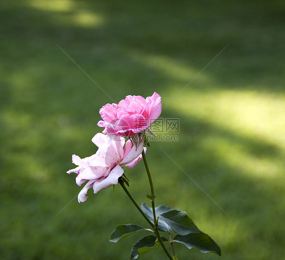 玫瑰花粉色花园植物玫瑰红色宏观图片
