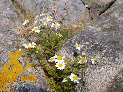 岩石中的花朵图片