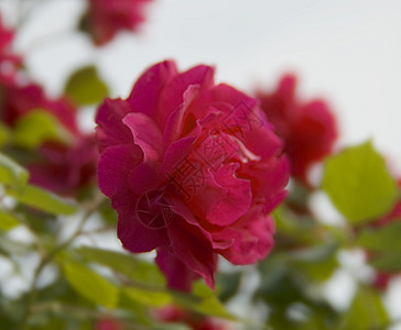 红花宏观红色粉色植物图片