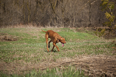 草原上的匈牙利维兹拉狗场地女性犬类猎犬水平指针动物照片宠物图片