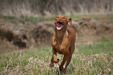 草原上的匈牙利维兹拉狗动物照片犬类场地水平跑步猎犬女性宠物指针图片