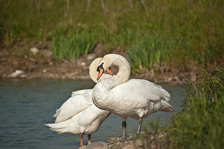 在一个池塘旁对面的静音天鹅白色照片鸟类水平野生动物动物水禽图片