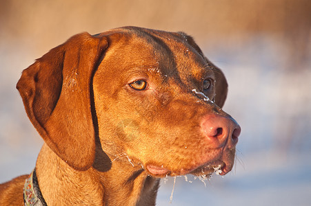 冬季Vizsla狗的近身肖像指针宠物水平棕色犬类图片