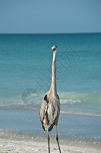 海湾海岸海滩上的蓝色大海隆野生动物动物苍鹭鸟类阳光照射海洋照片地平线脖子图片