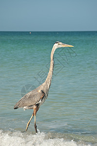 海湾海岸海滩上的蓝色大海隆脖子阳光照射鸟类动物照片海洋苍鹭地平线野生动物图片