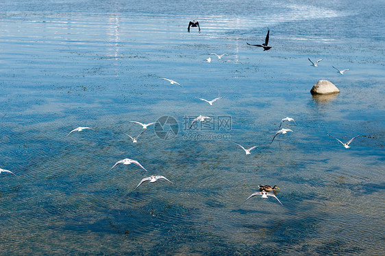 海鸥野生动物团体海浪羽毛尾巴边缘运动鸟类蓝色动物图片