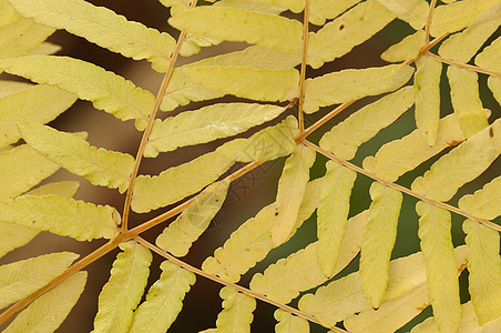 秋天Fern 叶子的明细高清图片