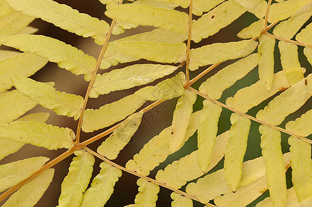 秋天Fern 叶子的明细背景图片