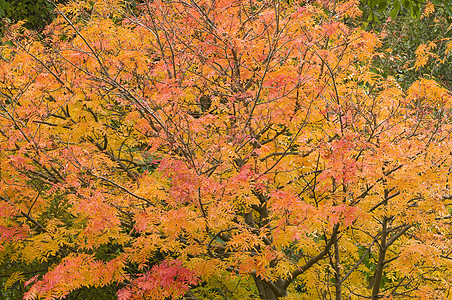 秋天有红树和黄树叶季节植物红色黄色叶子图片