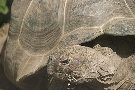 海龟动物群乌龟图片