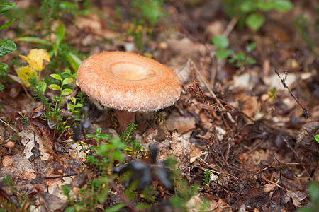 秋天食用可食用的真菌图片