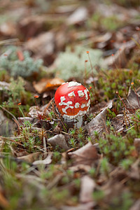 Amanita 森林中的食草动物图片