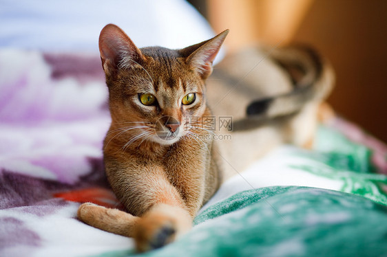 年轻的阿比西尼猫在行动冒充动物小路猫科橙子剪裁猫咪老虎宠物家庭图片