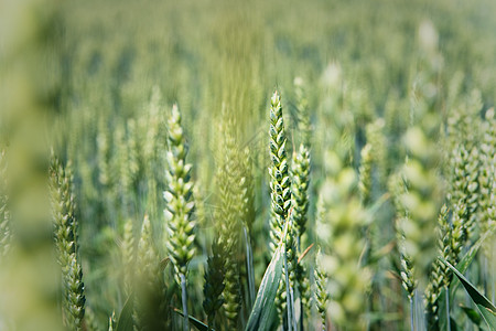 以空为背景的玉米田上新鲜绿色青玉米美化特写场地植物天空太阳食物草地问候语图片