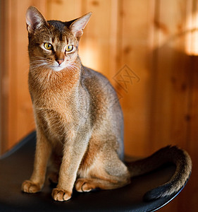 年轻棕褐色阿比西尼猫注意力男性相机小猫情调荒野头发晶须短发好奇心图片