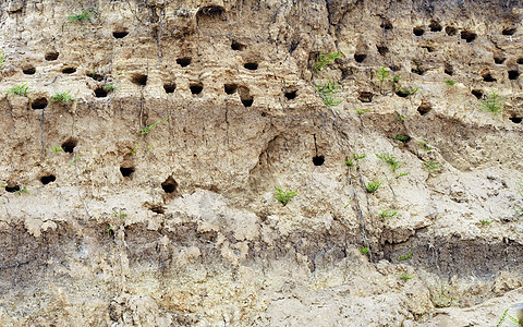 河岸燕子挖掘的洞洞图片