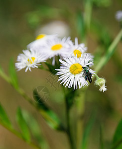 春季草地 有许多白花菊甘菊植物群蓝色环境雏菊生长阳光草本植物场地叶子图片