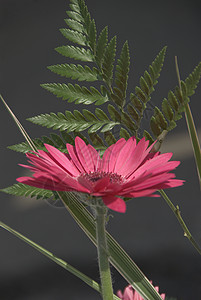 鲜花花束香气植物粉色花园芳香疗法图片