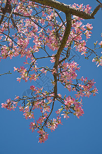 马木兰植物学花园玉兰植物群天空花瓣植物季节性季节粉色图片