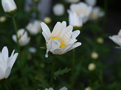 黄核白花图片