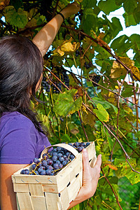 采摘葡萄灌木丛叶子场地女士树叶水果食物时间工作国家图片