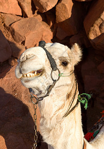 骆驼单峰沙丘背景图片