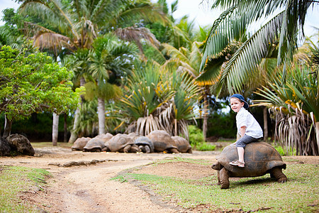 骑着巨海龟土地乐趣喜悦幸福骑术动物热带童年野生动物活动图片