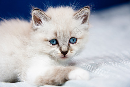 小猫的肖像头发猎人生物胡须猫咪鸢尾花耳朵毯子眼睛婴儿图片