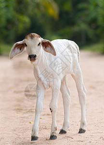 可爱 年轻 有大耳朵的小牛哺乳动物孩子婴儿动物奶牛乡村农业白色农村女性图片