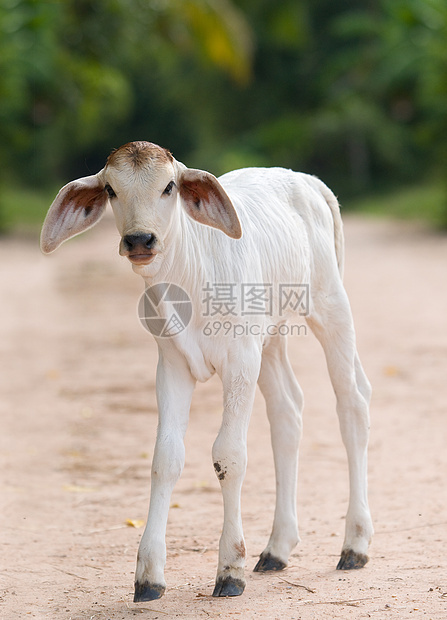 可爱 年轻 有大耳朵的小牛哺乳动物孩子婴儿动物奶牛乡村农业白色农村女性图片