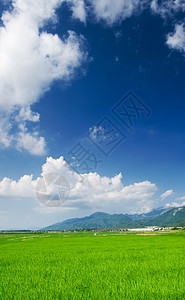 青蓝天空和白云的绿田农田土地粮食农场热带地平线蓝色草原国家环境图片