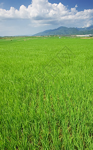 青蓝天空和白云的绿田农田蓝色稻田地平线风景农村植物草地土地热带图片